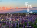 寻找鲁冰花